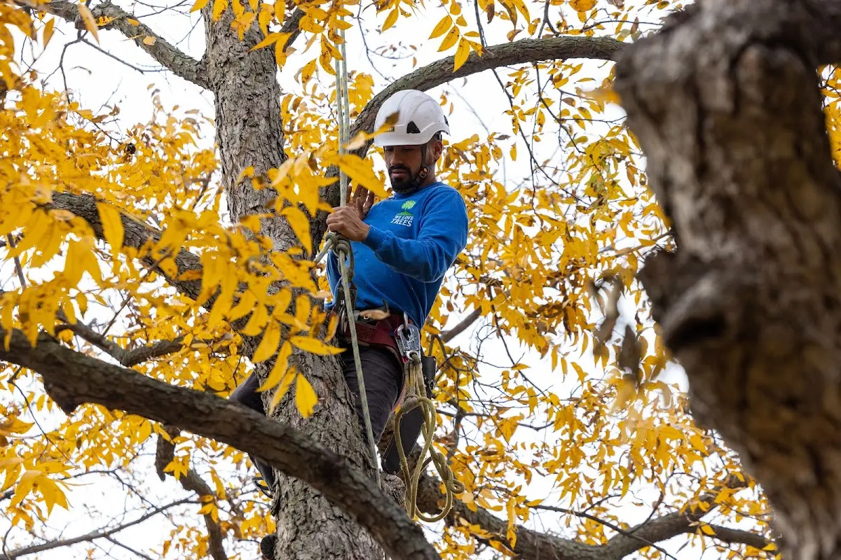 Skilled Tree Planing crew working in Mineral Springs
