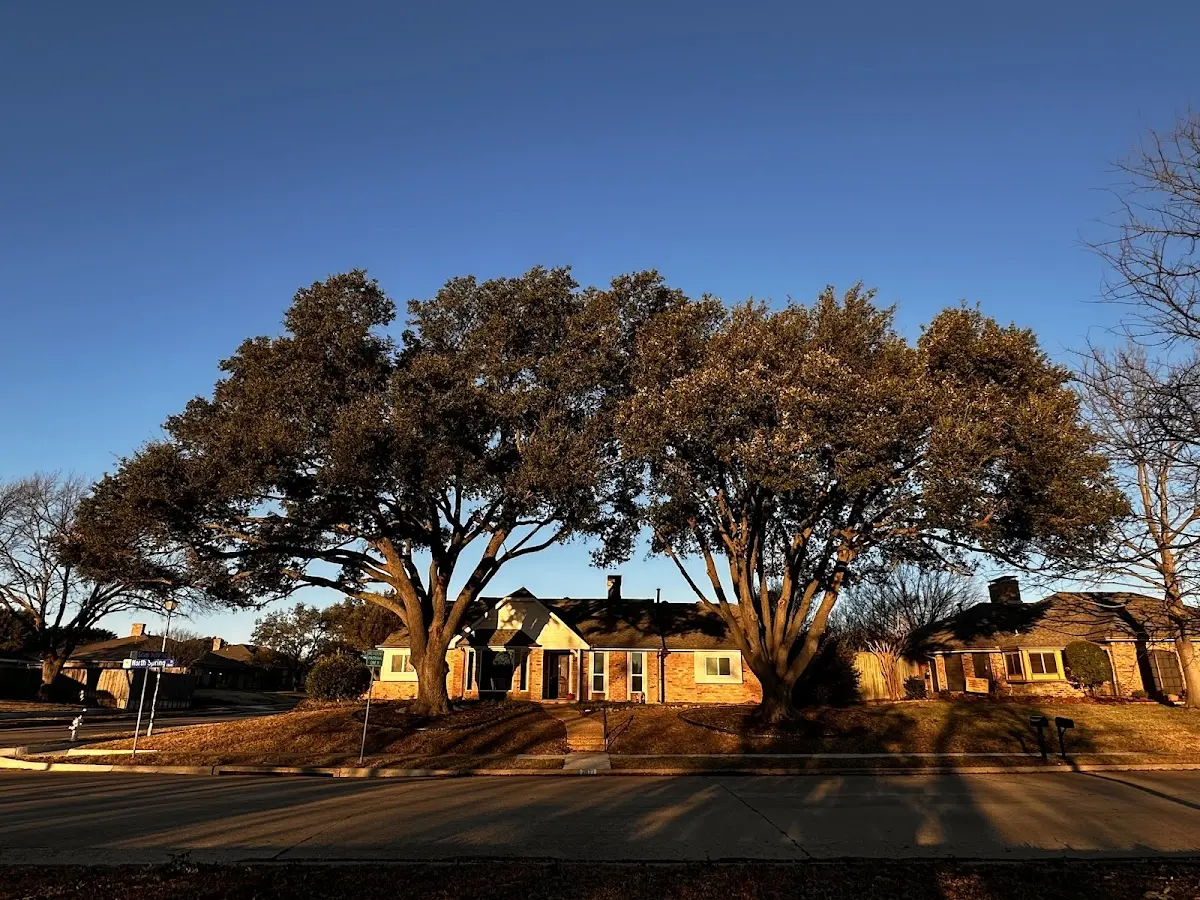 Established residential canopy tree shading a home in Mineral Springs